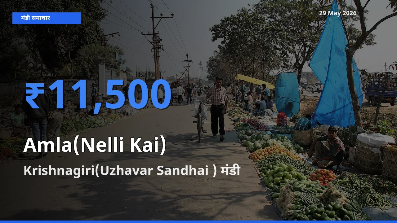 किसानों की पसंद बना Krishnagiri(Uzhavar Sandhai ), आंवला के सबसे अच्छे दाम