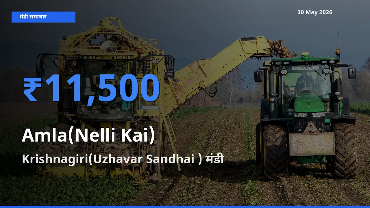 किसानों की पसंद बना Krishnagiri(Uzhavar Sandhai ), आंवला के सबसे अच्छे दाम