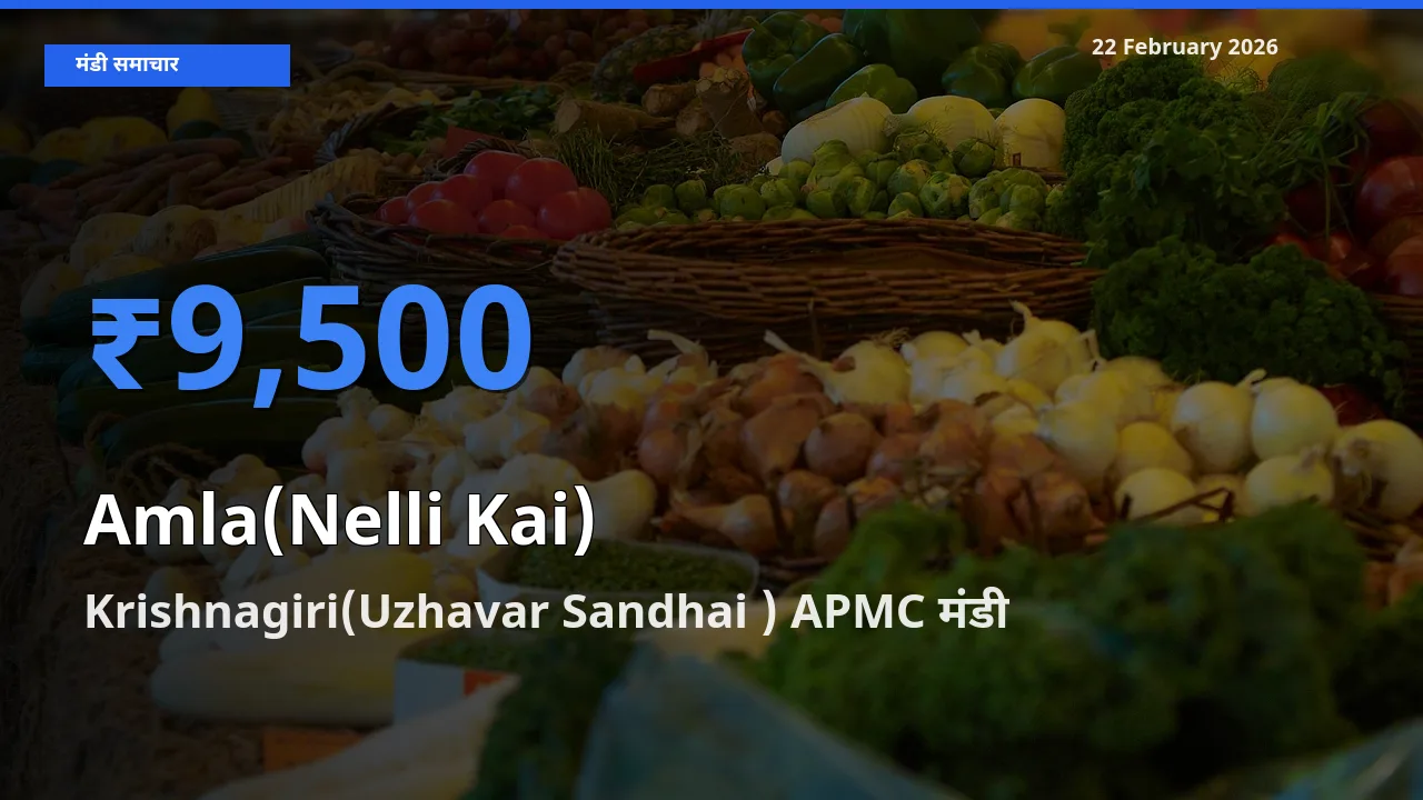 किसानों की पसंद बना Krishnagiri(Uzhavar Sandhai ) APMC, Amla(Nelli Kai) के सबसे अच्छे दाम