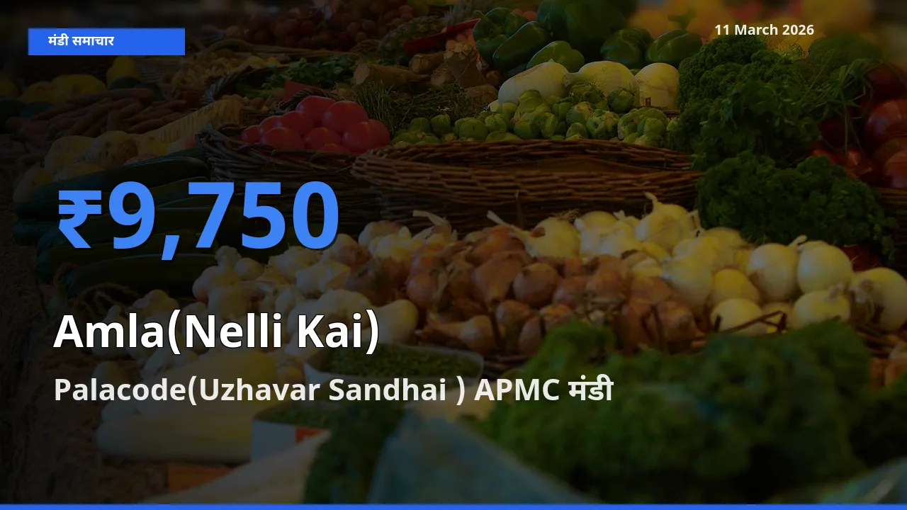 आज आंवला के सबसे ऊँचे दाम ₹9,750 Palacode(Uzhavar Sandhai ) APMC मंडी में