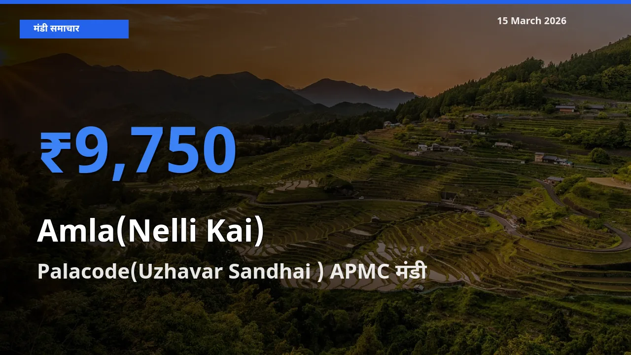 Palacode(Uzhavar Sandhai ) APMC मंडी में आज आंवला के सबसे ऊँचे दाम दर्ज
