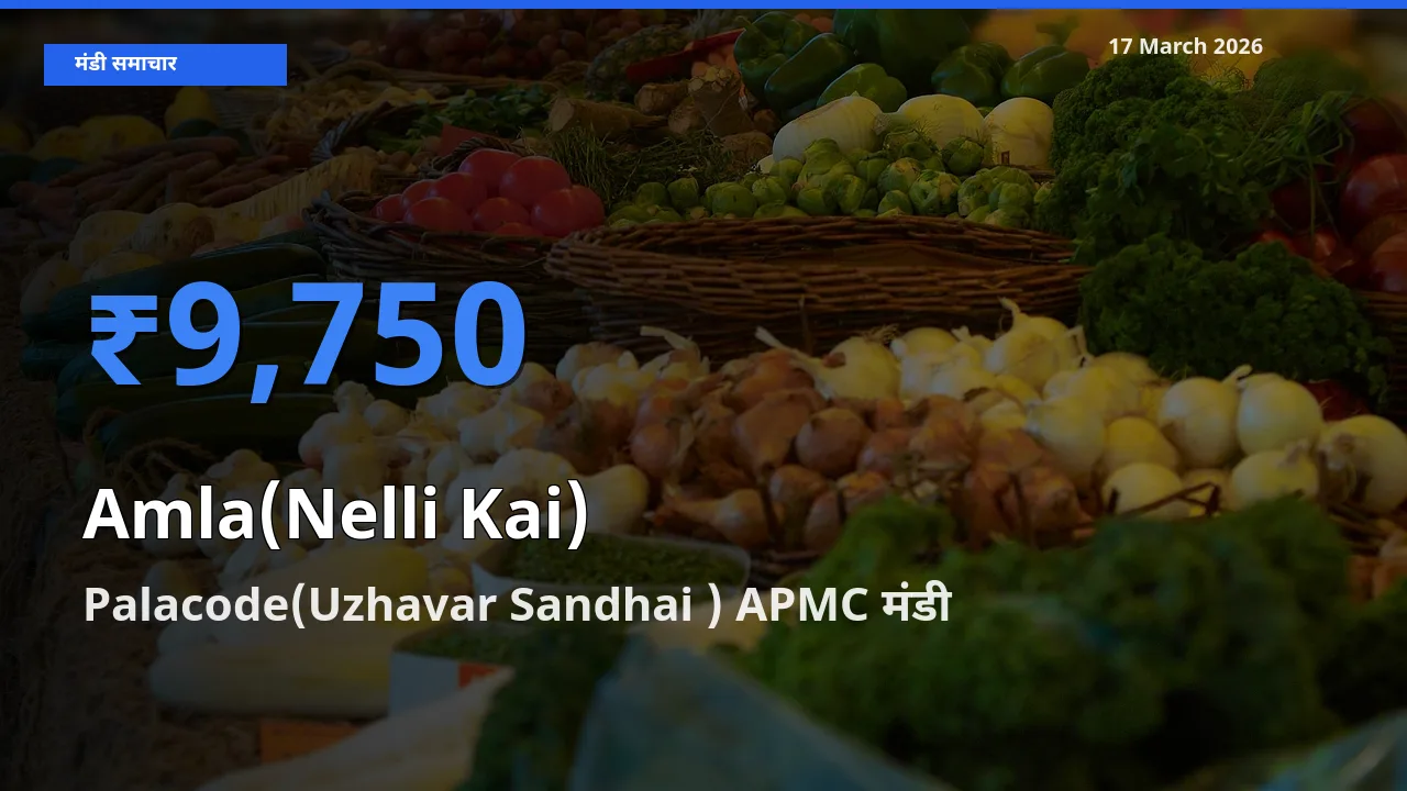 Palacode(Uzhavar Sandhai ) APMC मंडी में आज आंवला के सबसे ऊँचे दाम दर्ज