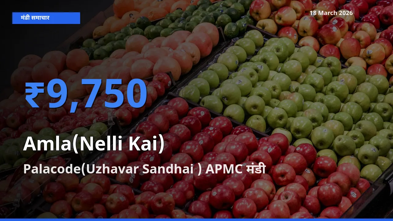 18 March अपडेट: आंवला के सबसे ऊँचे दाम Palacode(Uzhavar Sandhai ) APMC मंडी में