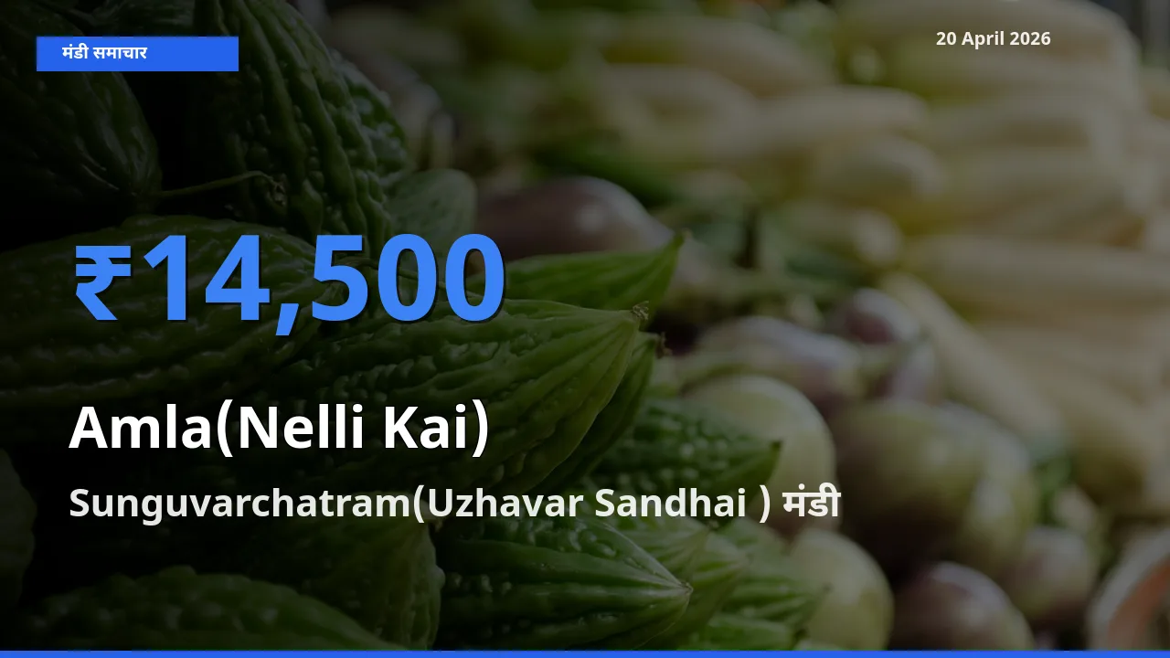 आज आंवला के सबसे ज़्यादा दाम Sunguvarchatram(Uzhavar Sandhai ) मंडी में दर्ज