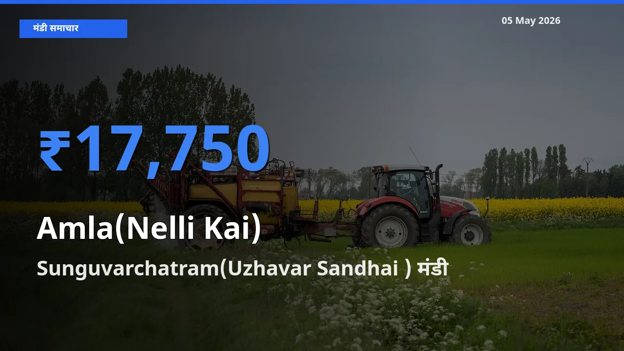 किसानों की पसंद बना Sunguvarchatram(Uzhavar Sandhai ), आंवला के सबसे अच्छे दाम