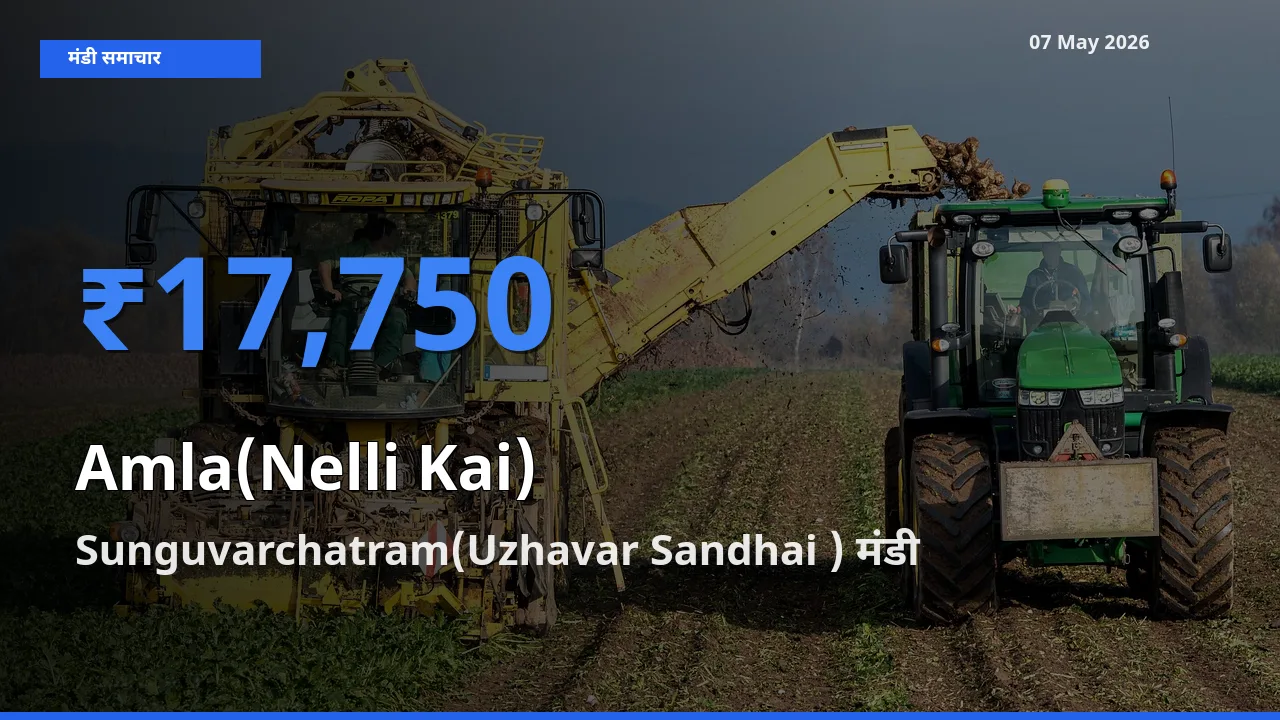 Sunguvarchatram(Uzhavar Sandhai ) मंडी में आज आंवला के सबसे ऊँचे दाम दर्ज