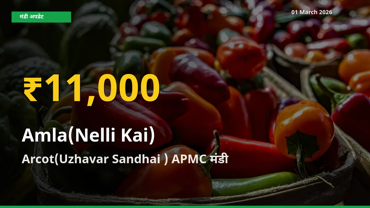 01 March अपडेट: Arcot(Uzhavar Sandhai ) APMC में Amla(Nelli Kai) के दाम रिकॉर्ड स्तर पर