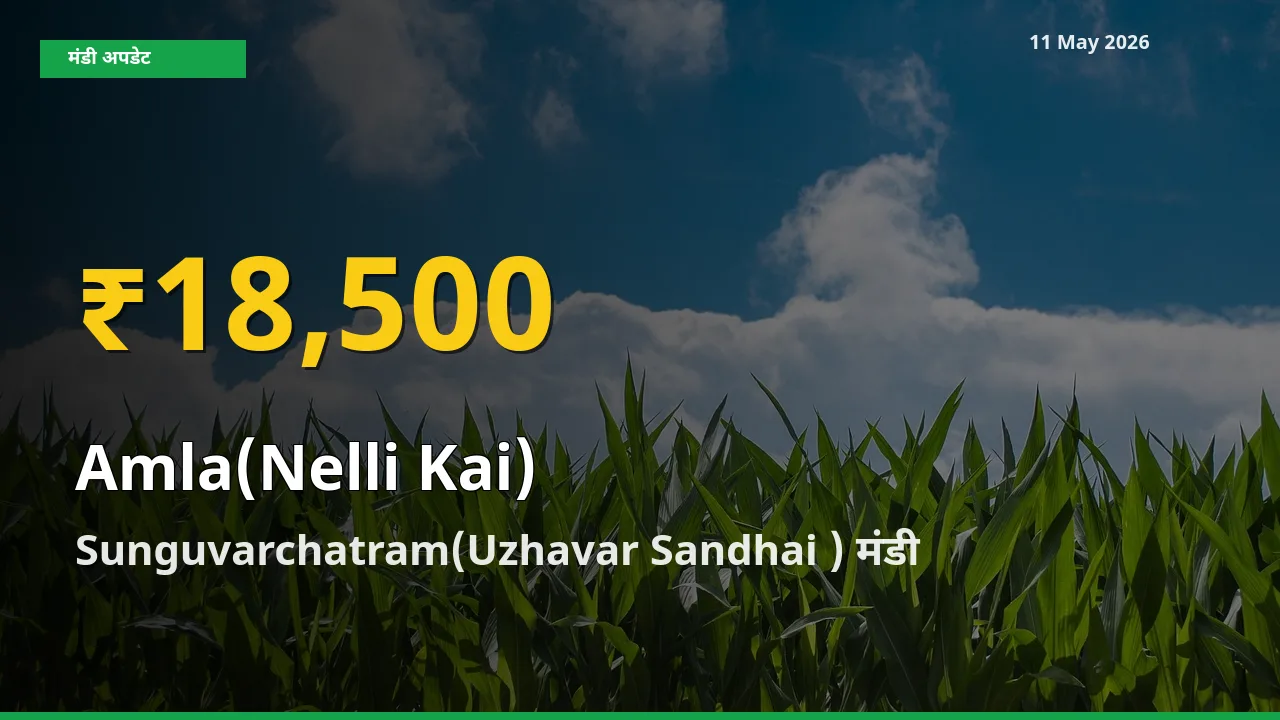 आंवला के दामों में रिकॉर्ड तेज़ी, Sunguvarchatram(Uzhavar Sandhai )