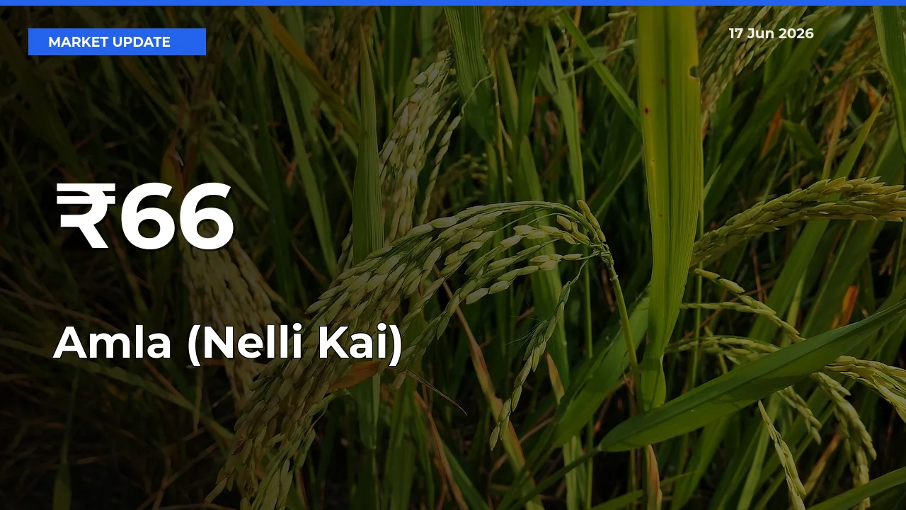 Why Amla (Nelli Kai) Prices Are Moving Across Multiple Mandis Today