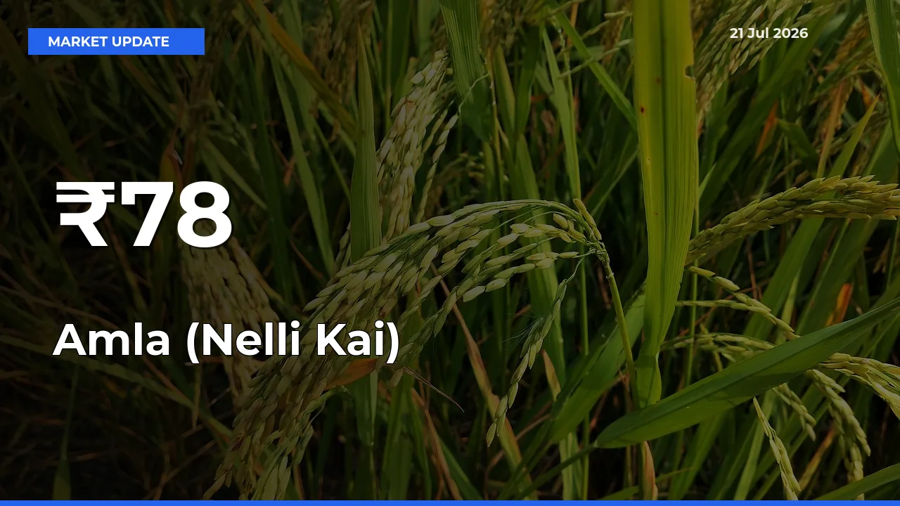 Strong Trend in Amla (Nelli Kai) Rates Across Multiple Mandis – What It Means for Traders