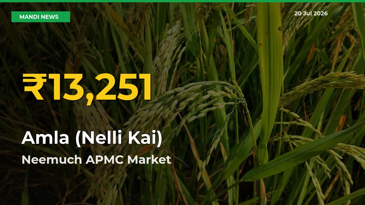Neemuch APMC Leads as Amla (Nelli Kai) Hits Highest Rate – July 20 Update