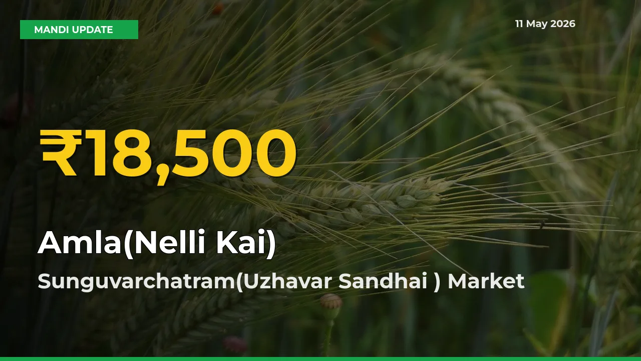 Amla(Nelli Kai) Price Hits New High in Sunguvarchatram(Uzhavar Sandhai ) Today – Check Latest Mandi Rates