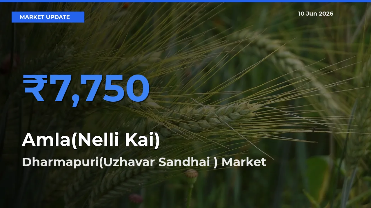 Market Watch: Dharmapuri(Uzhavar Sandhai ) Becomes Top Mandi for Amla(Nelli Kai)