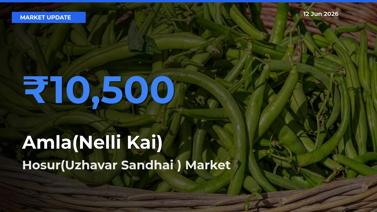 Market Watch: Hosur(Uzhavar Sandhai ) Becomes Top Mandi for Amla(Nelli Kai)