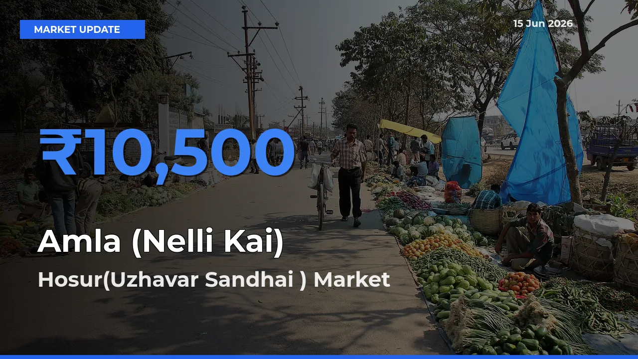 Farmers Prefer Hosur(Uzhavar Sandhai ) as Amla (Nelli Kai) Hits Highest Rate