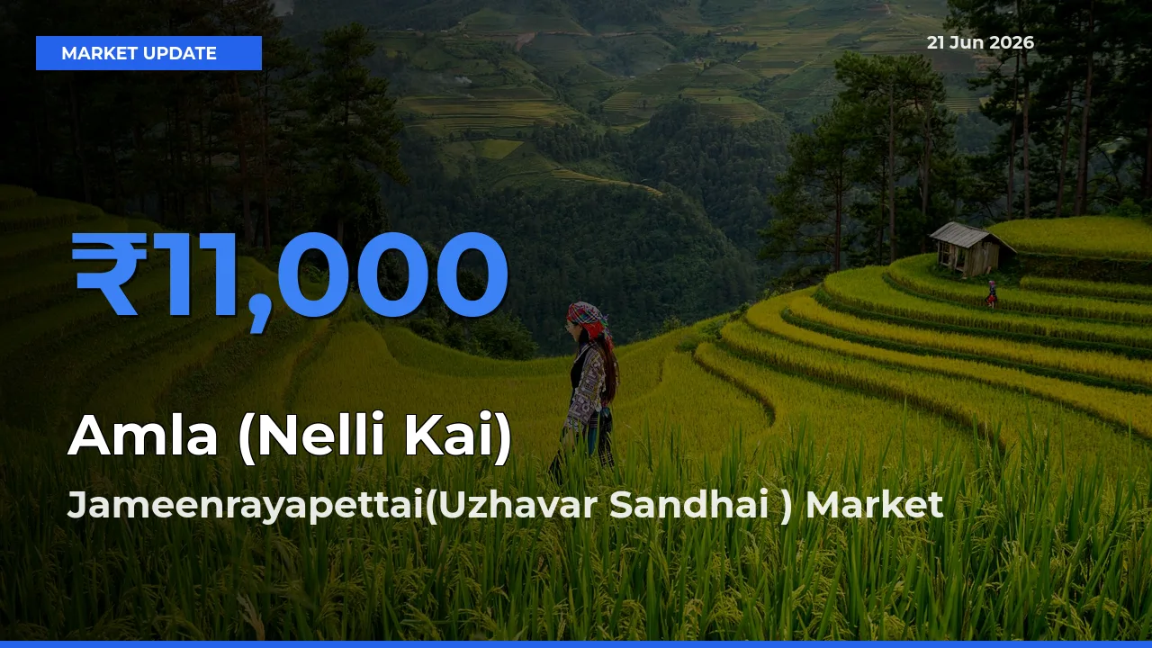 Jameenrayapettai(Uzhavar Sandhai ) Emerges as Top Mandi for Amla (Nelli Kai) Prices Today