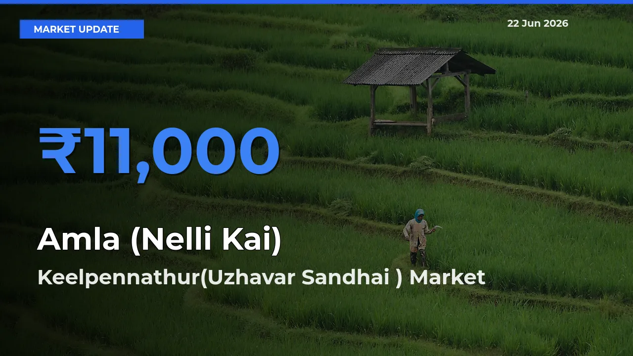 Market Watch: Keelpennathur(Uzhavar Sandhai ) Becomes Top Mandi for Amla (Nelli Kai)
