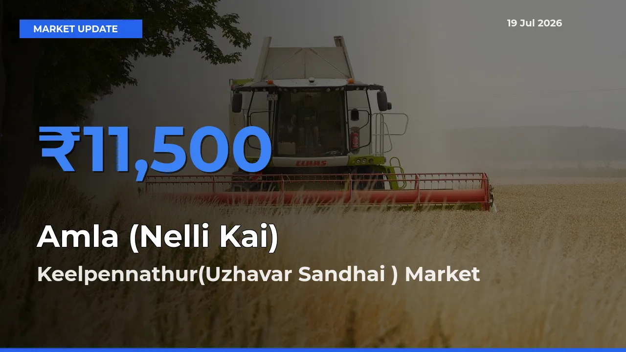 Top Performer! Keelpennathur(Uzhavar Sandhai ) Offers Best Amla (Nelli Kai) Price Today