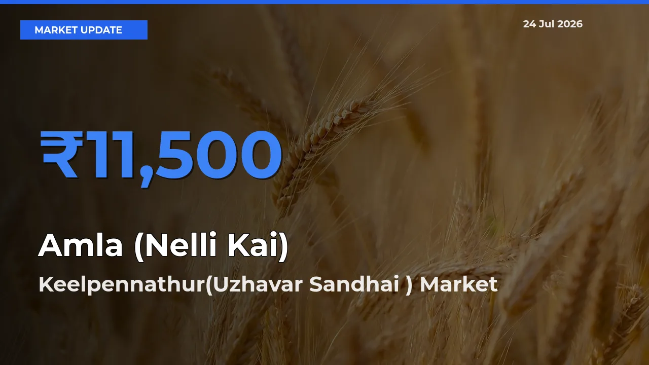 Keelpennathur(Uzhavar Sandhai ) Records Highest ₹11,500 Rate for Amla (Nelli Kai)
