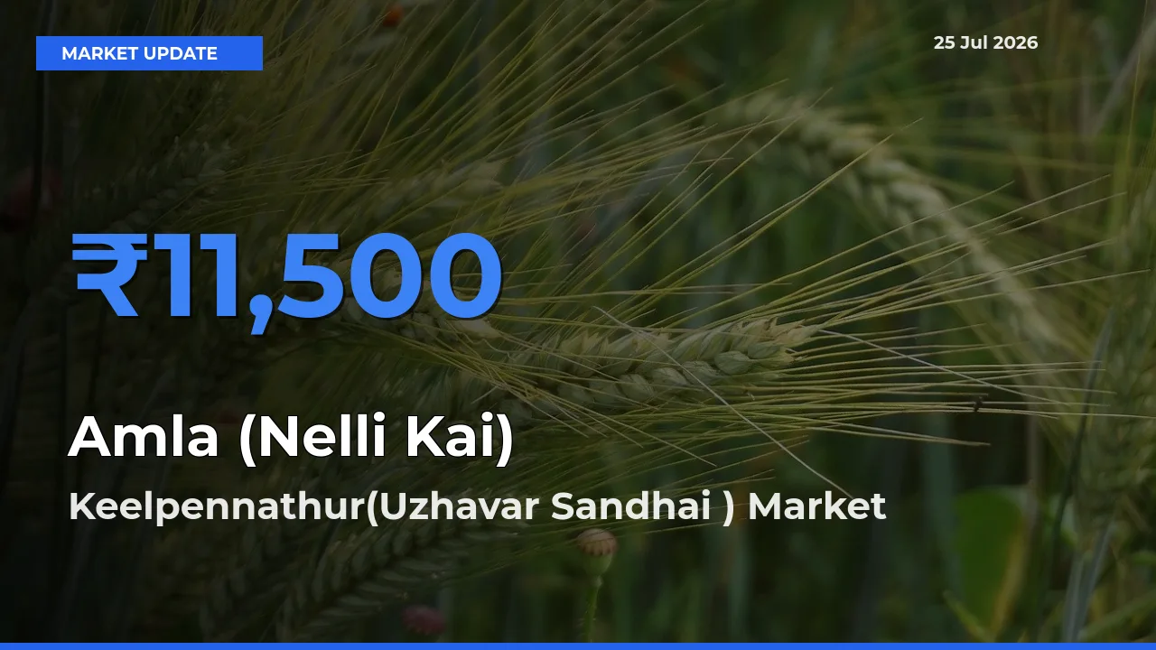 Farmers Prefer Keelpennathur(Uzhavar Sandhai ) as Amla (Nelli Kai) Hits Highest Rate