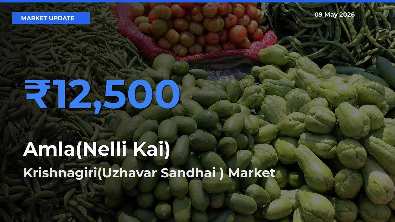 Amla(Nelli Kai) Mandi Rate Today: Krishnagiri(Uzhavar Sandhai ) Tops the List