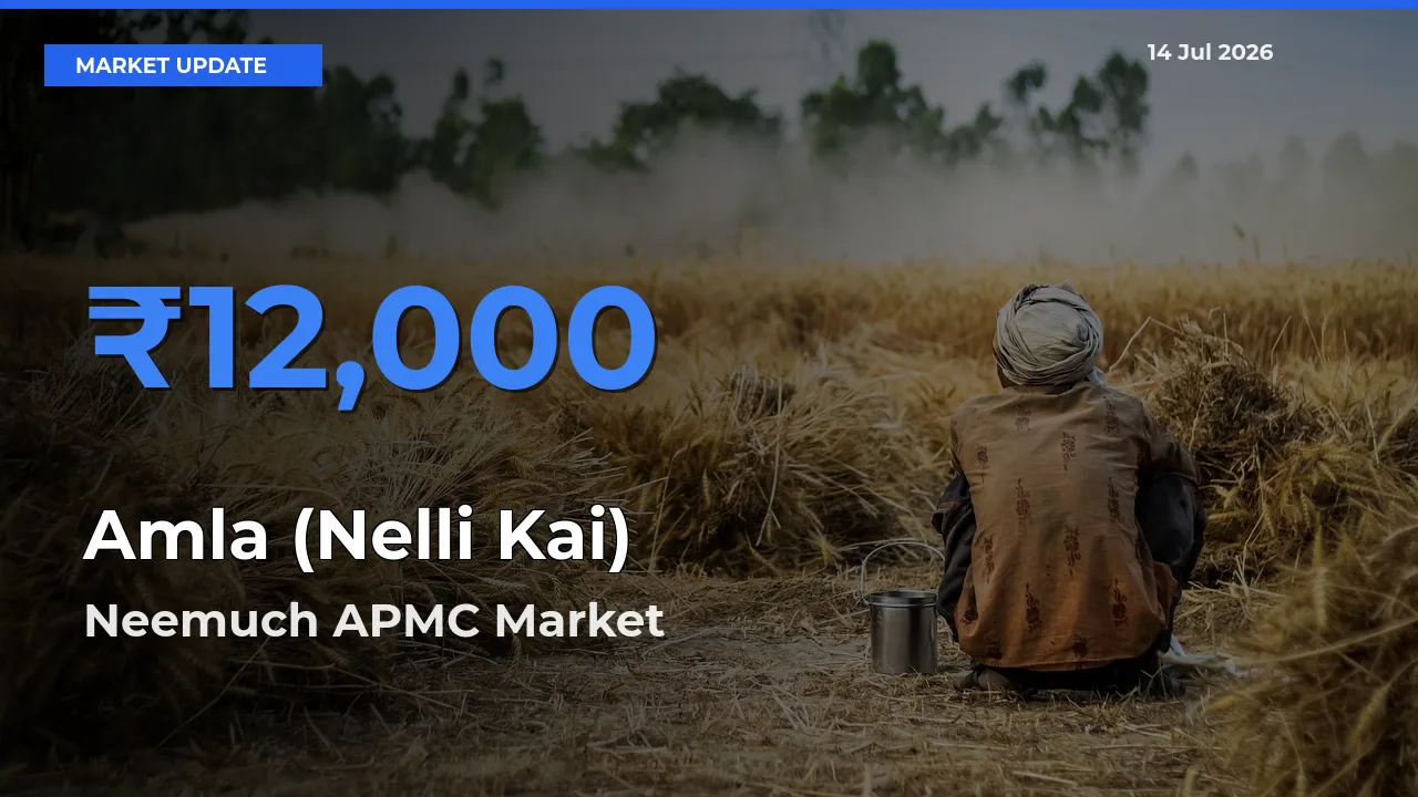 Neemuch APMC Emerges as Top Mandi for Amla (Nelli Kai) Prices Today