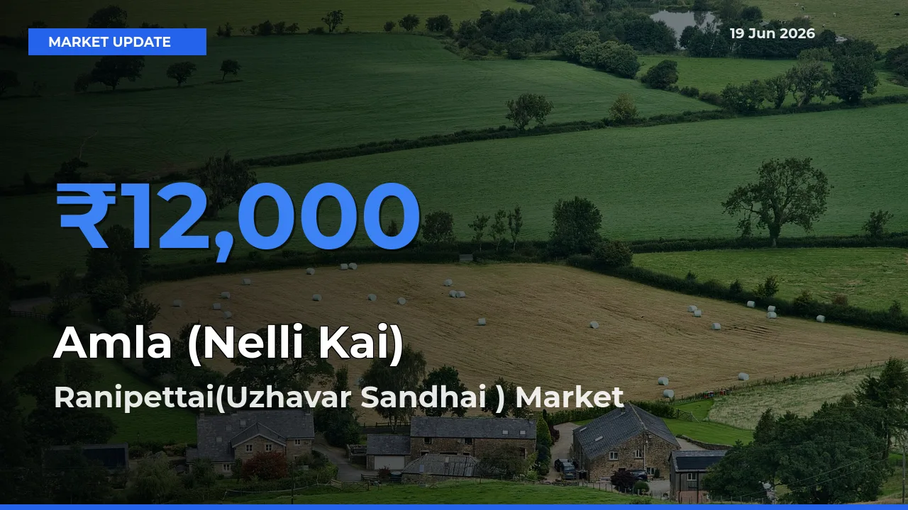 Amla (Nelli Kai) Mandi Rate Today: Ranipettai(Uzhavar Sandhai ) Tops the List