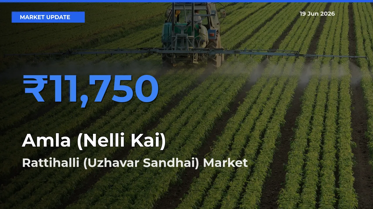 Farmers Prefer Rattihalli (Uzhavar Sandhai) as Amla (Nelli Kai) Hits Highest Rate