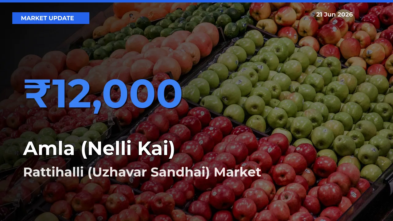 Rattihalli (Uzhavar Sandhai) Records Highest ₹12,000 Rate for Amla (Nelli Kai)