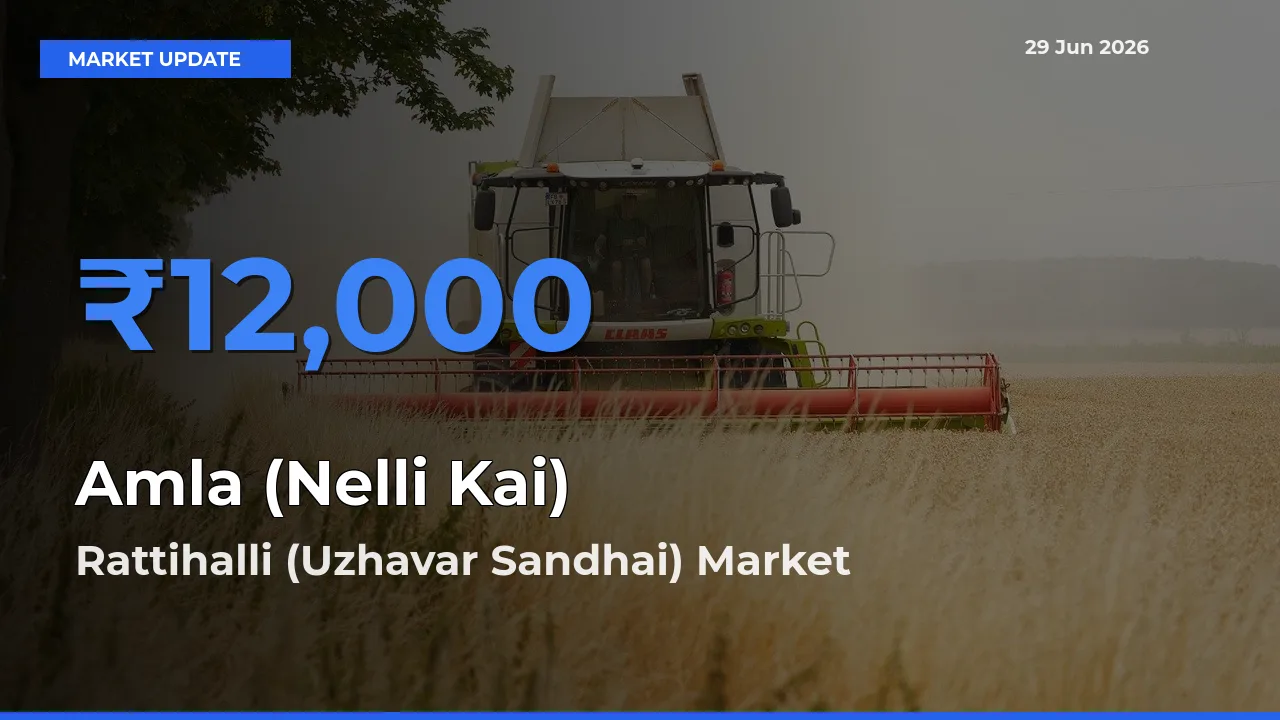 Rattihalli (Uzhavar Sandhai) Leads as Top Mandi for Amla (Nelli Kai) Prices