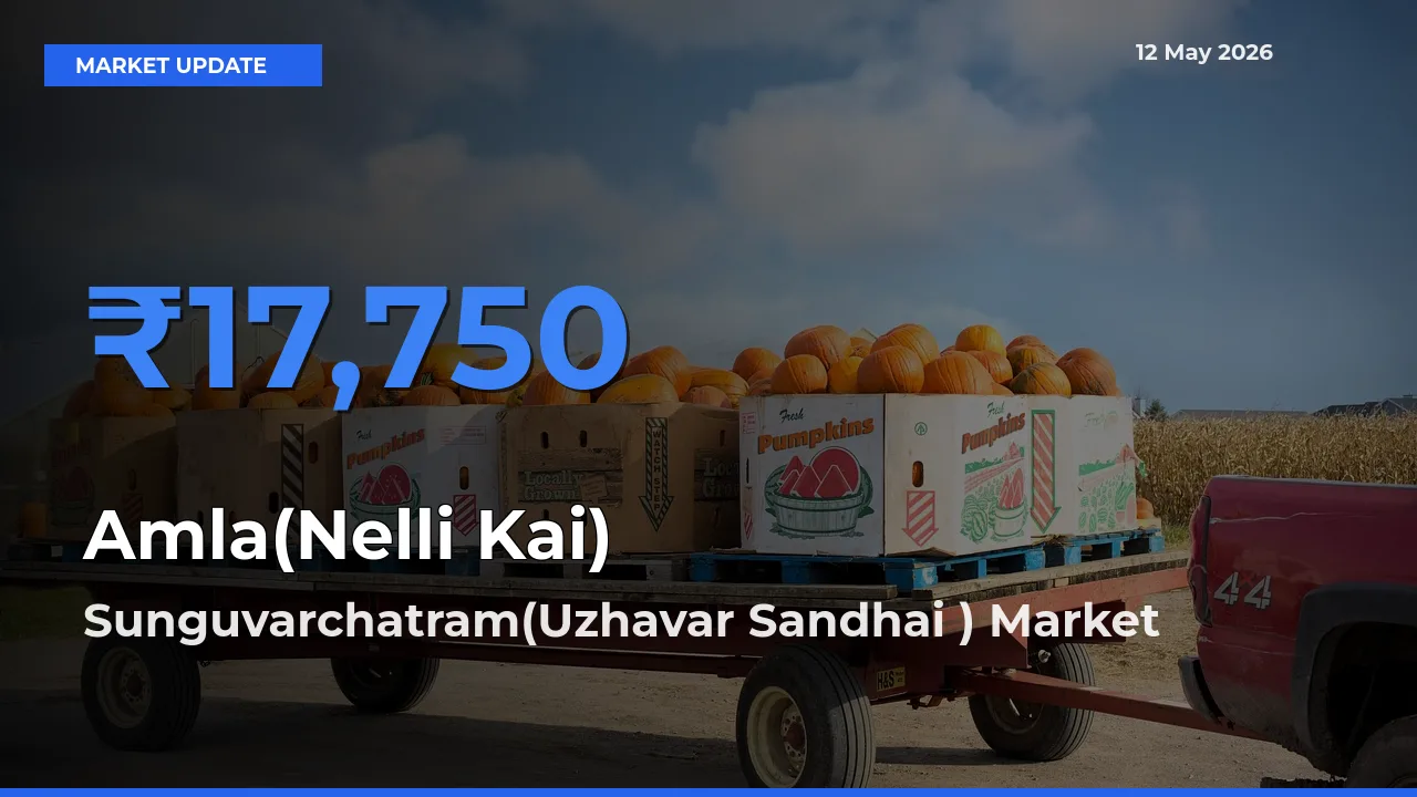 Market Watch: Sunguvarchatram(Uzhavar Sandhai ) Becomes Top Mandi for Amla(Nelli Kai)