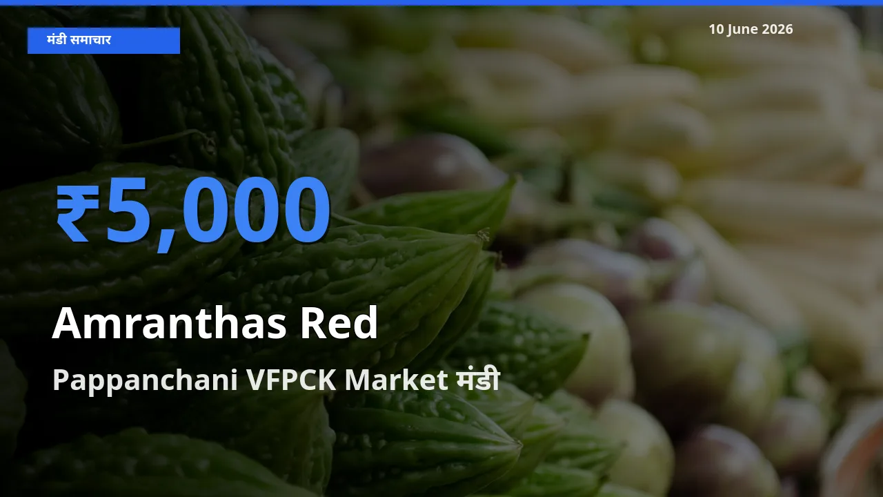 बाज़ार संकेत: Pappanchani VFPCK Market बना लाल चौलाई के लिए आज की टॉप मंडी