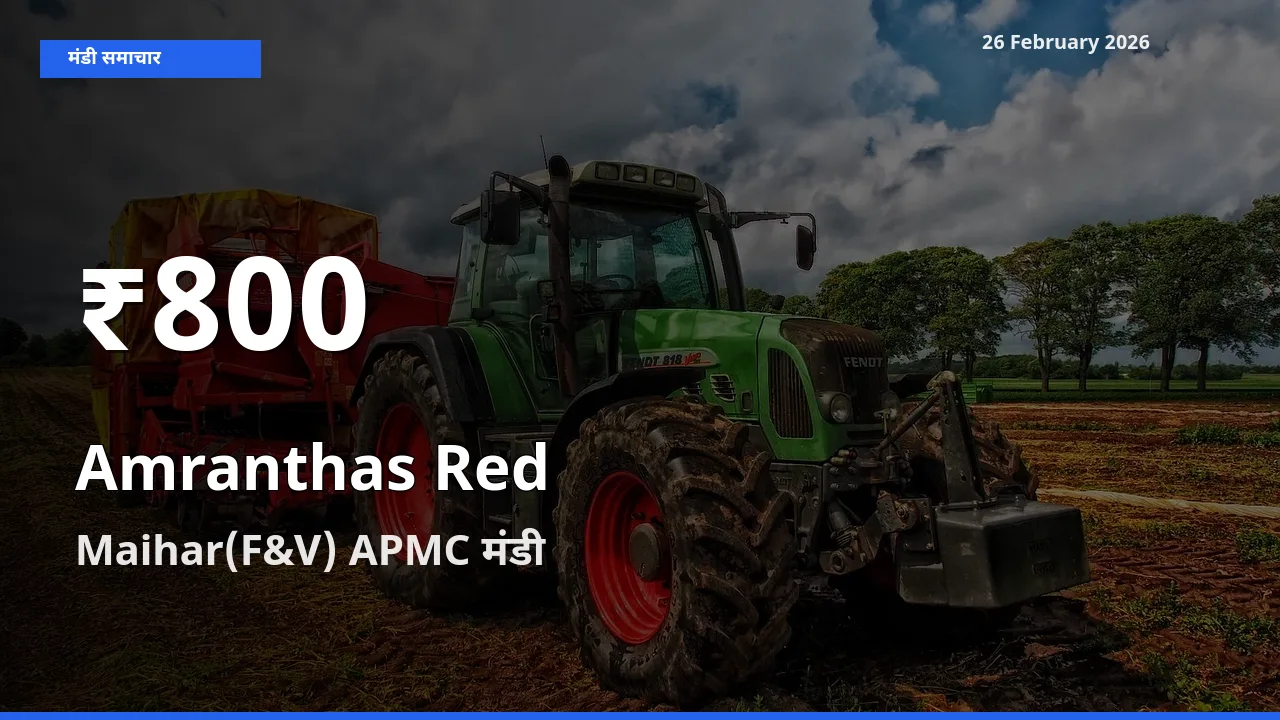 बाज़ार संकेत: Amranthas Red के भाव Maihar(F&V) APMC में 30 दिन के निचले स्तर पर