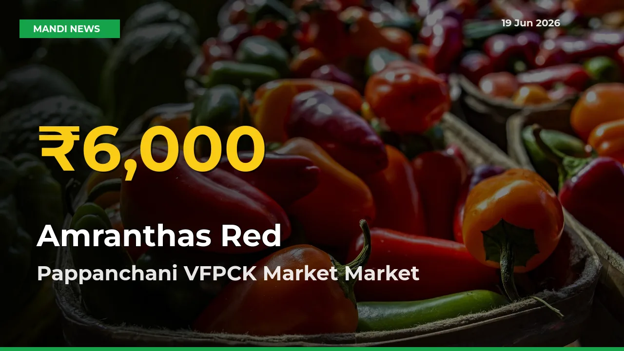 Big Jump in Amranthas Red Prices! Pappanchani VFPCK Market Records New Peak Today