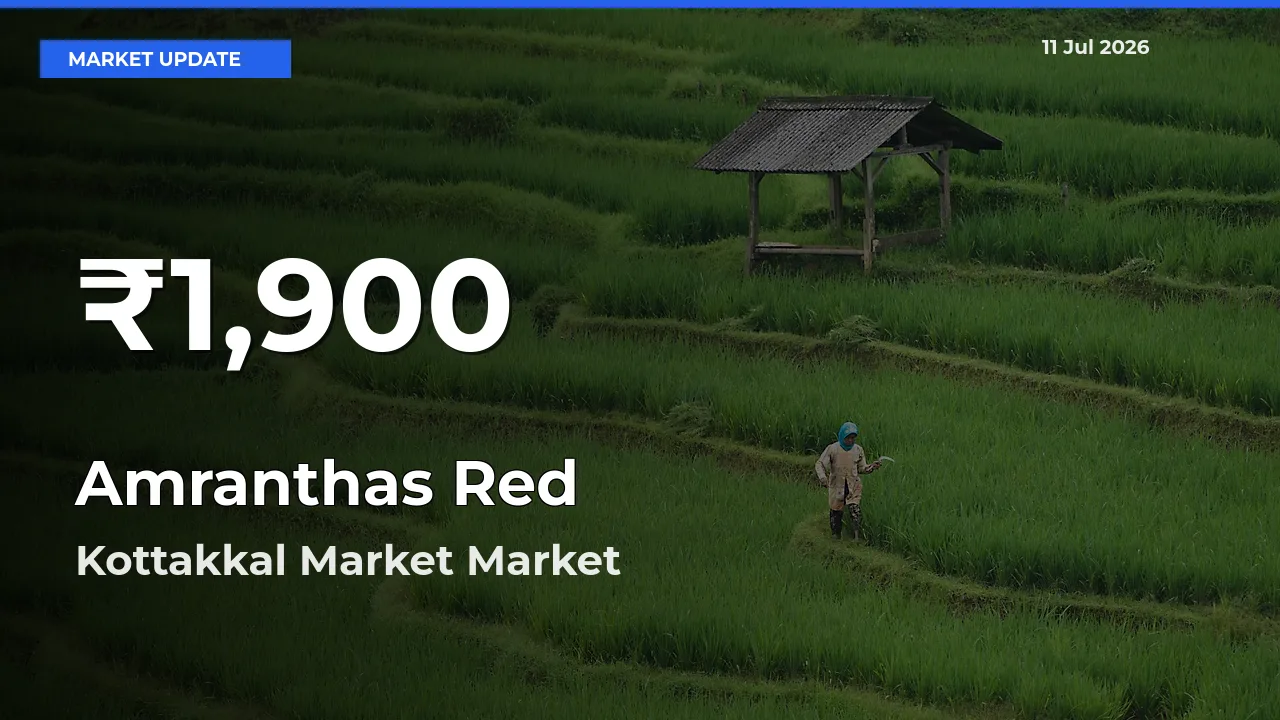 Amranthas Red Hits 30-Day Low in Kottakkal Market