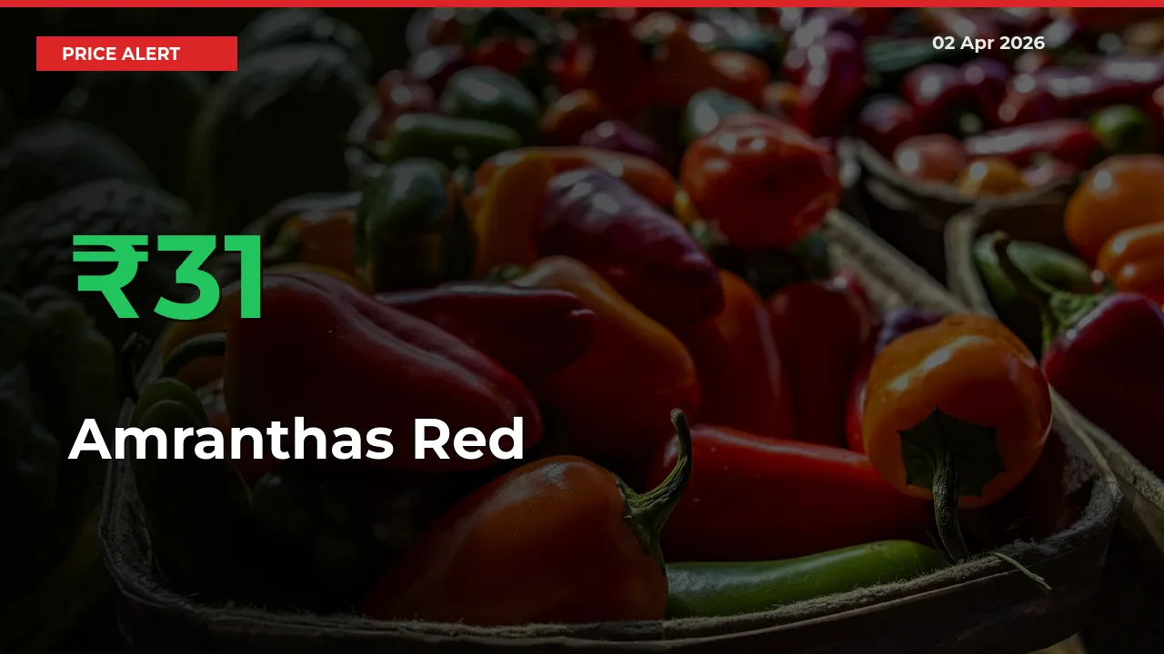 Why Amranthas Red Prices Rose 30.95% in a Day at Mandis