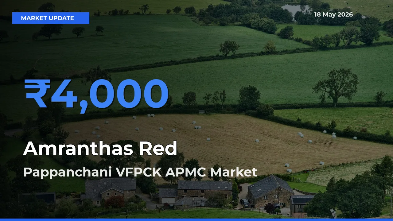 Market Watch: Pappanchani VFPCK APMC Becomes Top Mandi for Amranthas Red