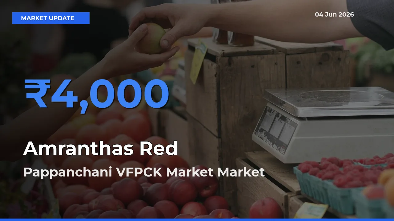 Pappanchani VFPCK Market Offers ₹4,000 – Highest Amranthas Red Rate Today