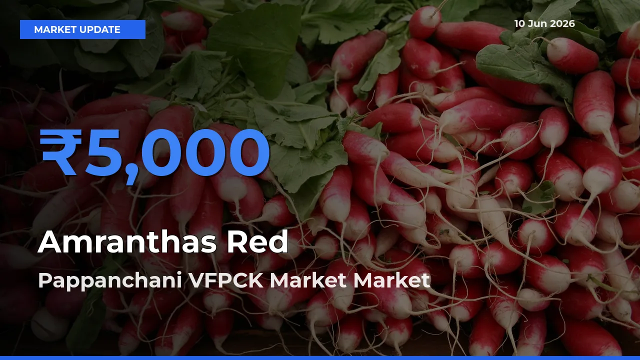 Pappanchani VFPCK Market Records Highest ₹5,000 Rate for Amranthas Red