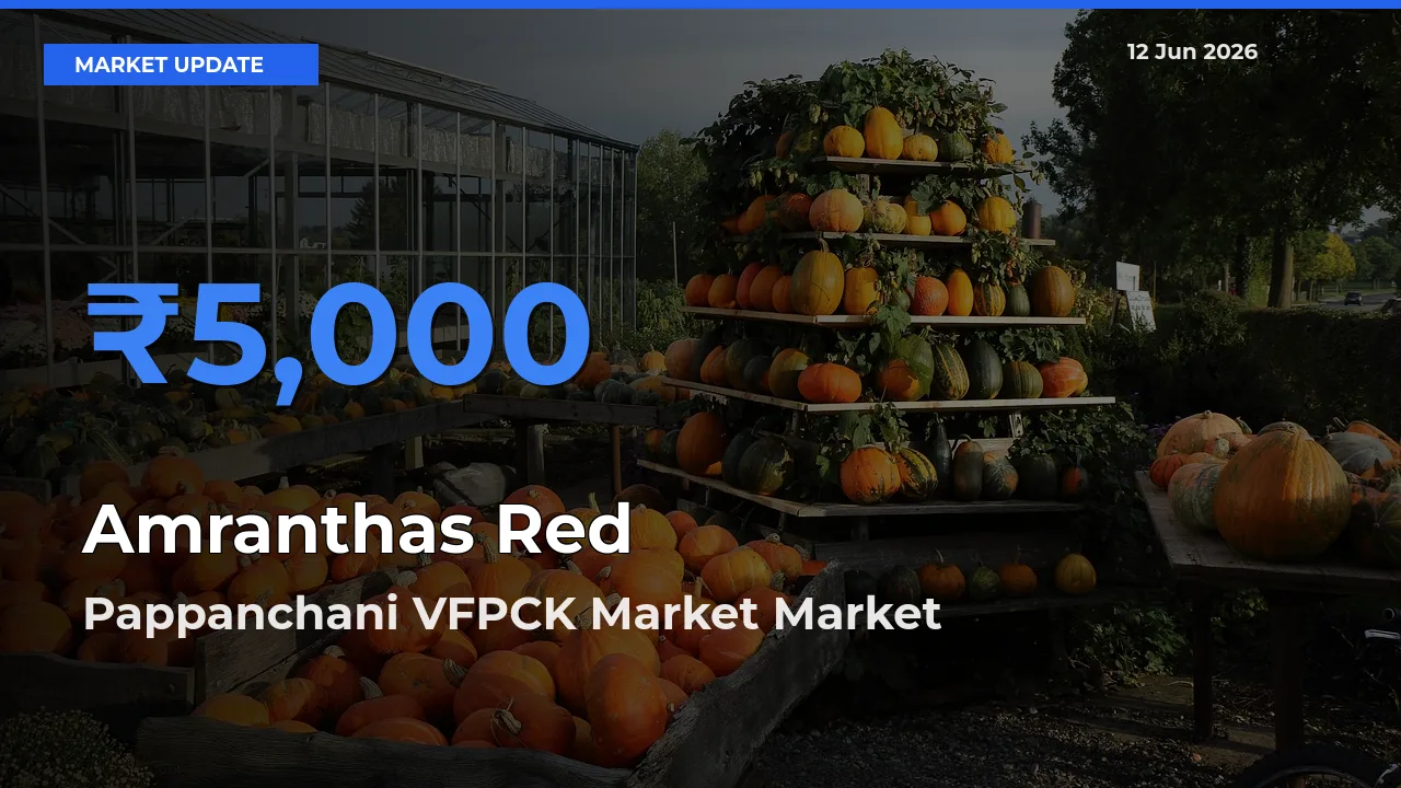 Pappanchani VFPCK Market Records Highest ₹5,000 Rate for Amranthas Red