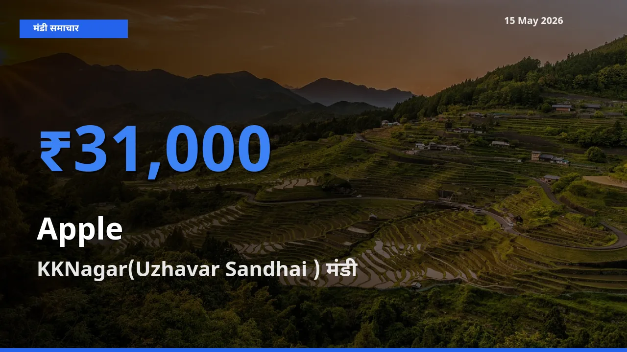 15 May अपडेट: सेब के सबसे ऊँचे दाम KKNagar(Uzhavar Sandhai ) मंडी में