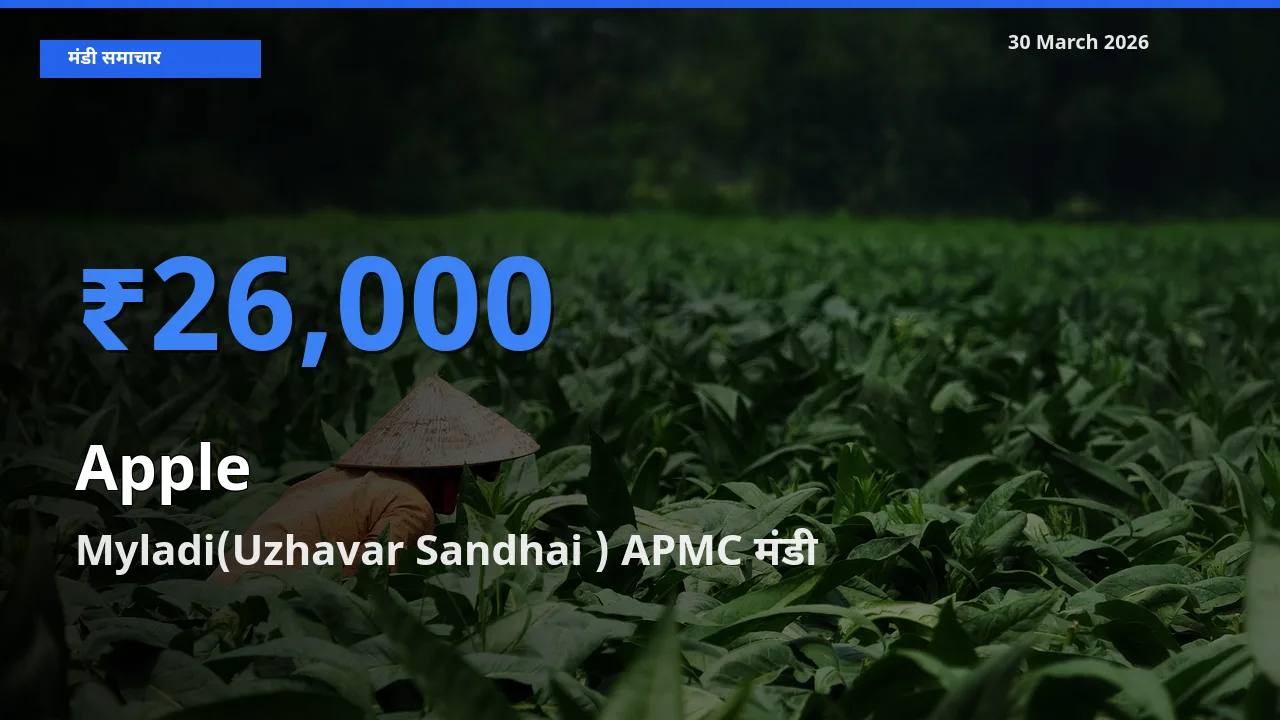 30 March अपडेट: सेब के सबसे ऊँचे दाम Myladi(Uzhavar Sandhai ) APMC मंडी में