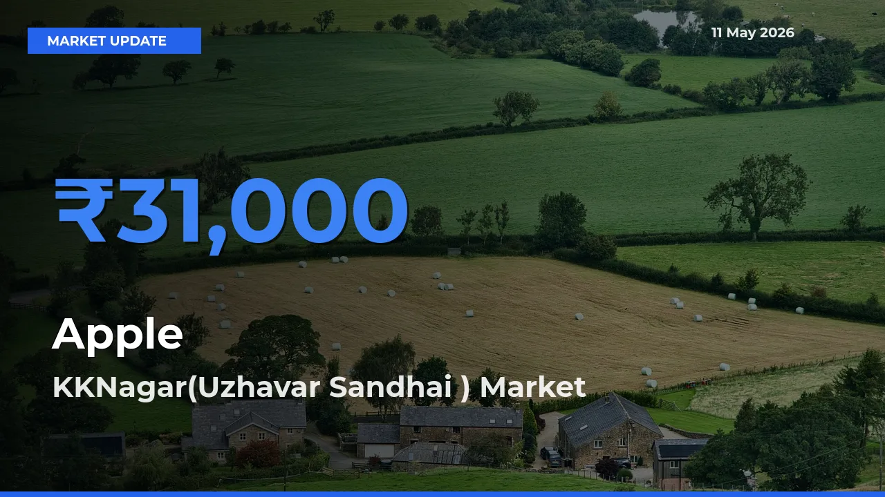 KKNagar(Uzhavar Sandhai ) Tops Apple Mandi Rates Today