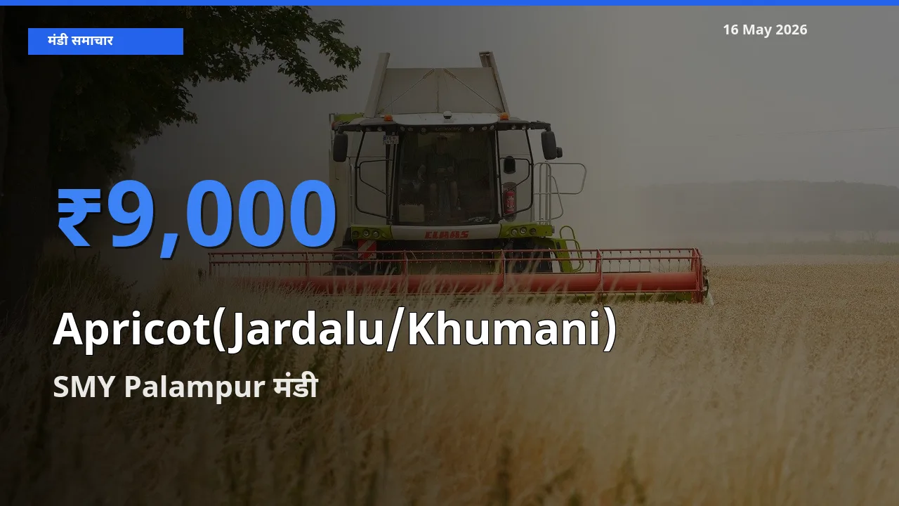 टॉप मंडी बना SMY Palampur! खुबानी के सबसे ऊँचे दाम यहीं दर्ज