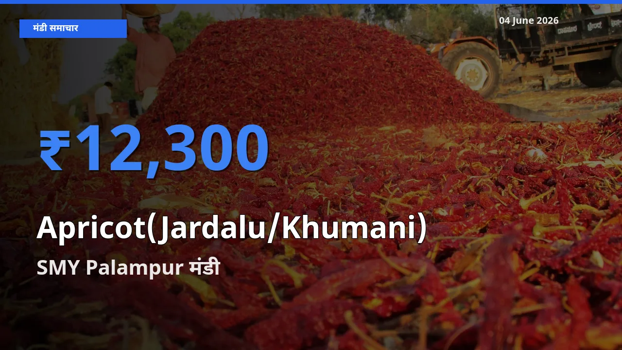 आज खुबानी के सबसे ज़्यादा दाम SMY Palampur मंडी में दर्ज