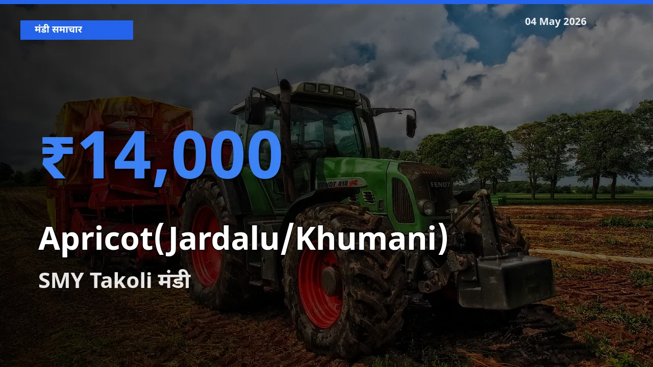 आज का मंडी भाव: खुबानी के सबसे ज़्यादा दाम SMY Takoli में