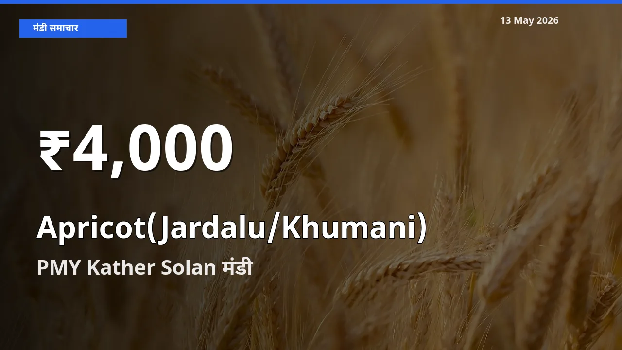 बाज़ार संकेत: खुबानी के भाव PMY Kather Solan में 30 दिन के निचले स्तर पर