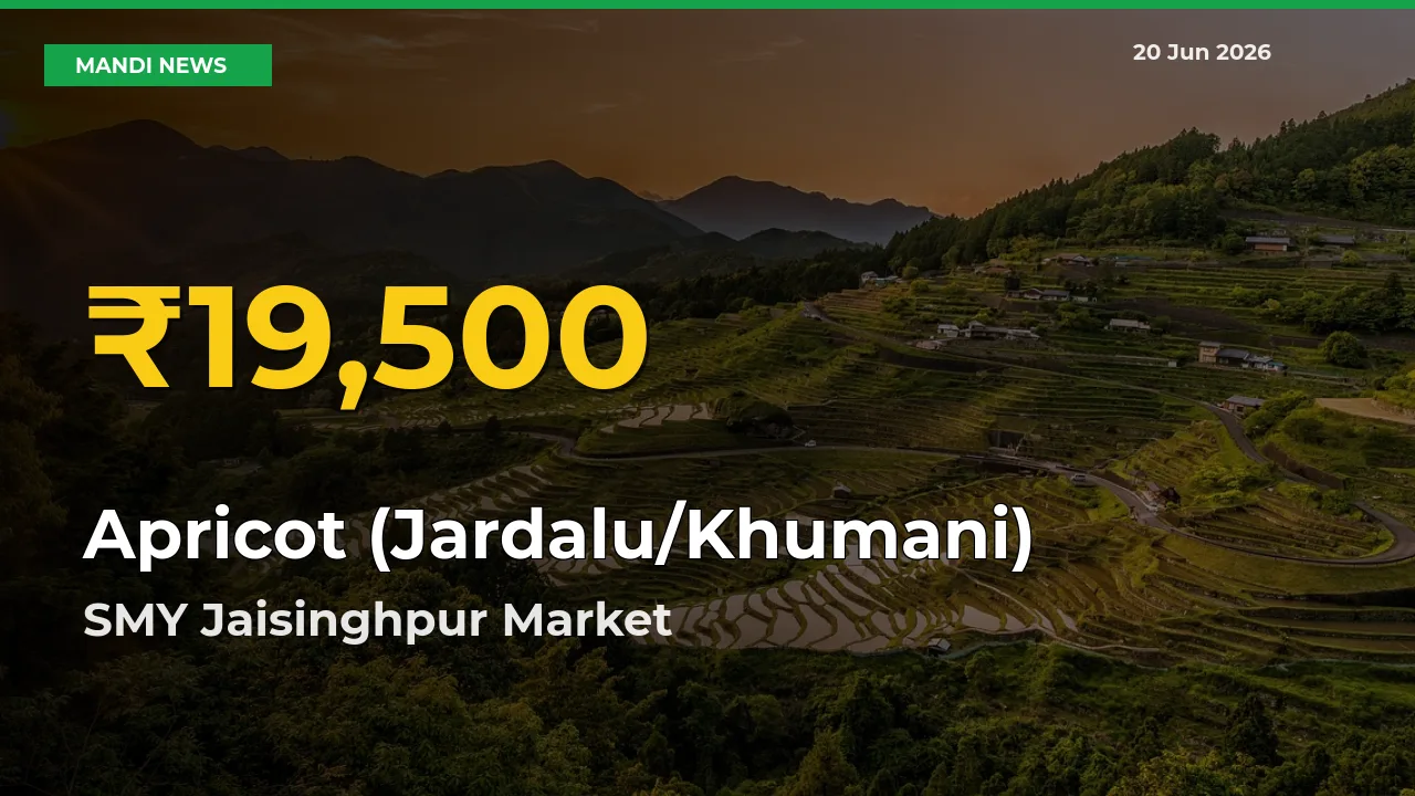 Fresh Record! Apricot (Jardalu/Khumani) Price Climbs to New High in SMY Jaisinghpur