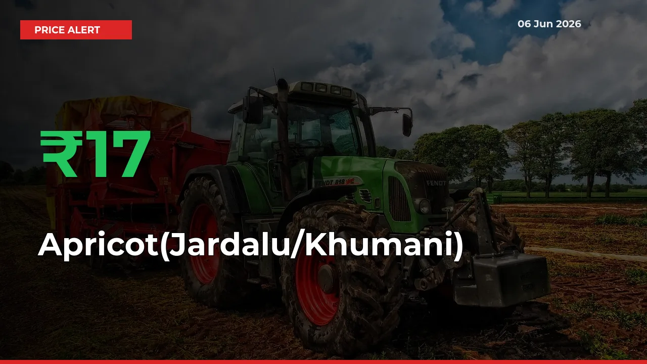 Apricot(Jardalu/Khumani) Mandi Rate Today: Prices Jump 16.67% at Market