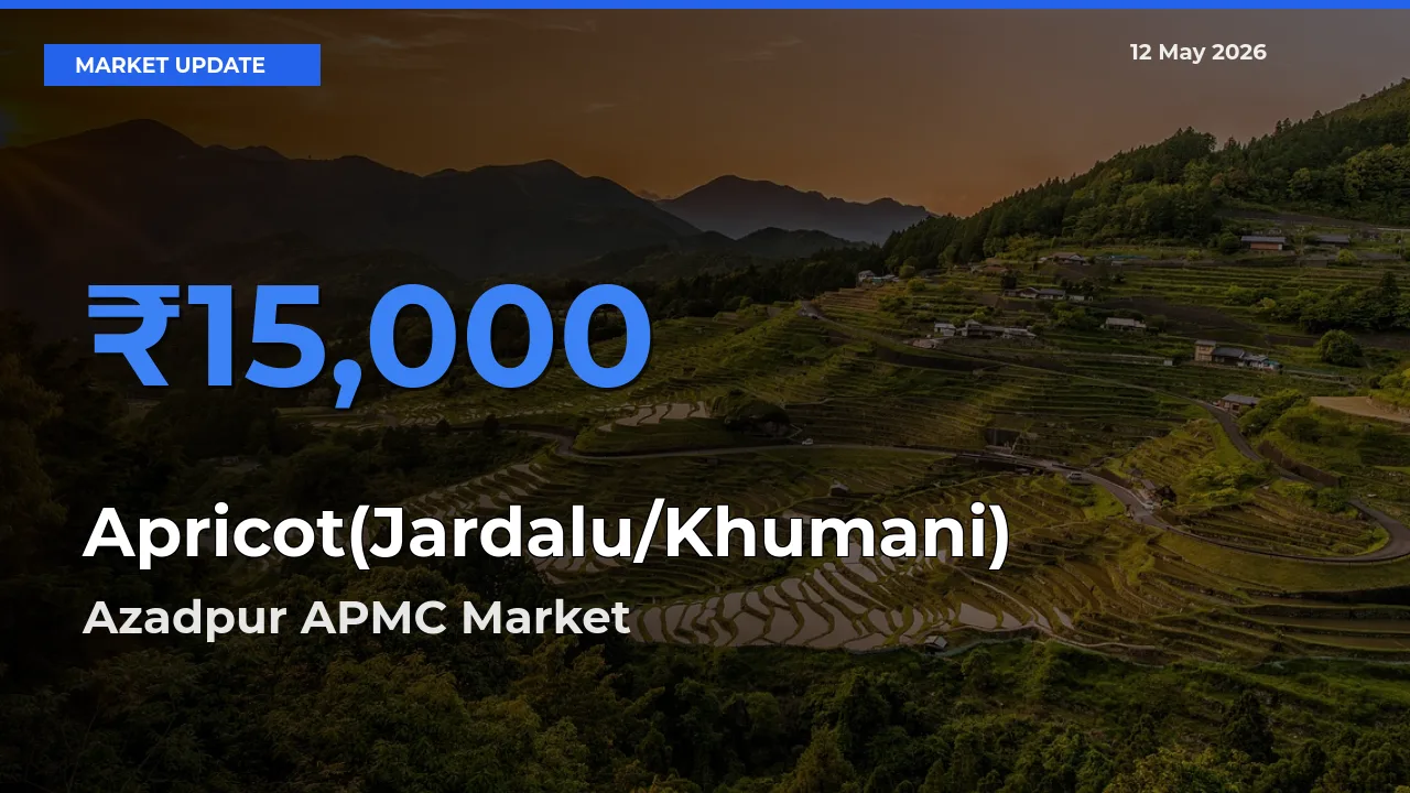 Azadpur APMC Leads as Top Mandi for Apricot(Jardalu/Khumani) Prices
